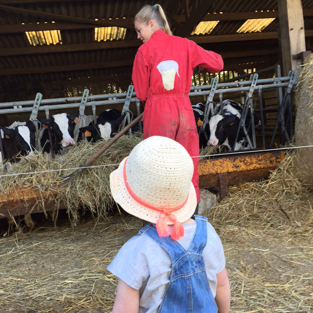 stro voeren aan koeien met kindje